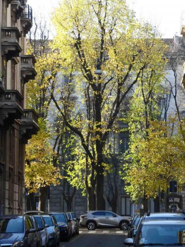 Winter has well and truly arrived here, but these autumn leaves seem determined to hang on 