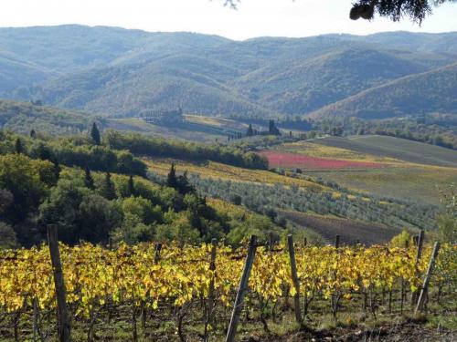 Autumn vineyards