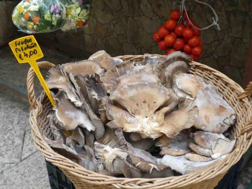 Huge oyster mushrooms