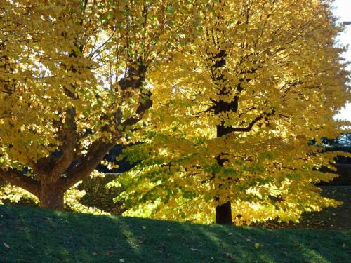 And the beautiful Boboli Gardens, part of Palazzo Pitti (just in the next street from us) in full autumn colour