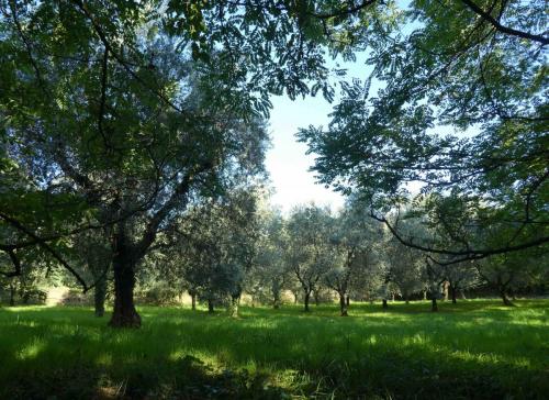 Olive grove just outside Portese