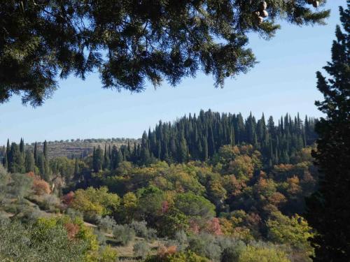 Pine trees and autumn