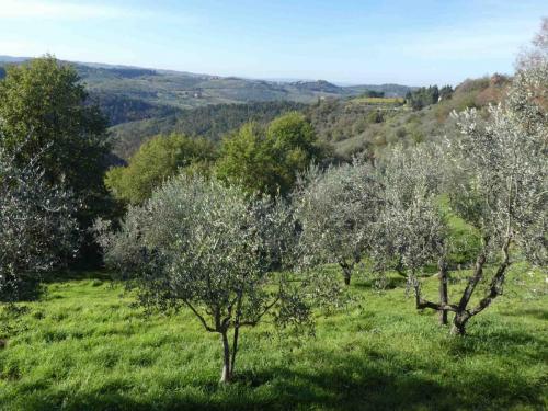 The region is a mix of vines and olives