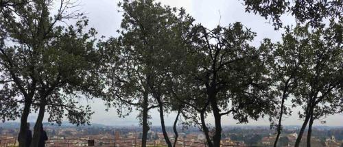 It's thought oak trees were first planted up here in the 14th or 15th centuries