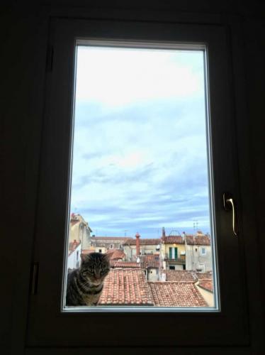 A little unexpected visitor arrives from across the rooftops