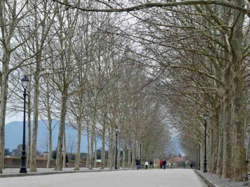 'Walking the Walls' - Lucca's Renaissance defensive walls have been preserved intact, and the 4.2km walkway around the top of them is one of the city's greatest assets