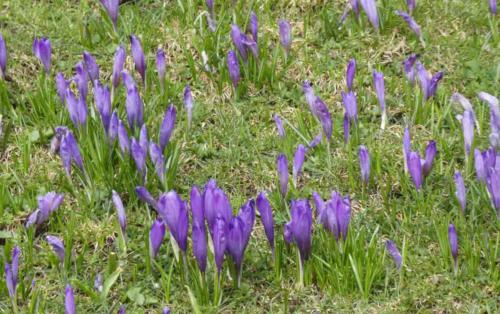 But for a few weeks each year, before the cattle arrive, the purple crocus flowers burst into life on the plateau