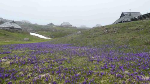 If the time is just right, the flowers appear before the last of the snow melts away - the combination of purple and white is spectacular