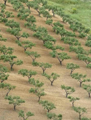Further west the olive groves and orchards start to appear