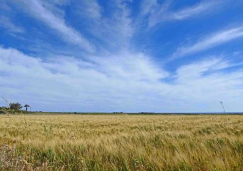 In Sicily, the 18th century fortified farms are known as 'baglio'; we stayed in one on the west coast not far from here