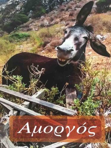 This happy little guy - starring on his own Amorgos postcard - belongs to the local butcher
