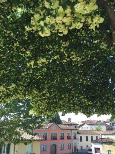 Many of the trees that line the path are flowering at the moment 