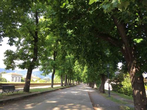 Their sweet smell adds another  dimension to our daily walk