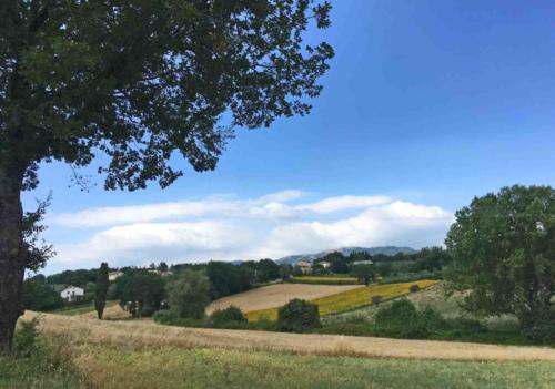 Sunflower is also a widely used cooking oil