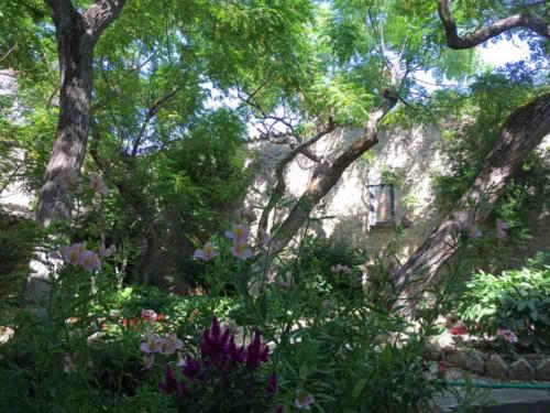 Clare propagated seeds from the berries and today seven trees remain in the small garden that Clare herself tended; the nuns still use berries from these sacred trees to make rosary beads