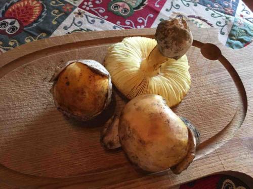 A gift from our host who'd been up early collecting mushrooms from the local woods; delicious pasta ai funghi followed