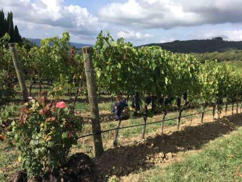 We'd timed our visit to Chianti just right