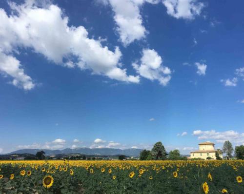 This was the first field of sunflowers we came across - picture postcard pretty!