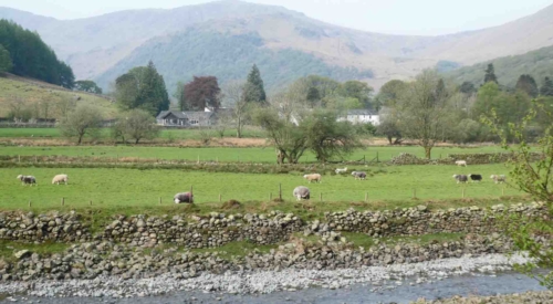 One farmer told us her ewes had already delivered 900 lambs; after our chat she farewelled us with a hearty 'ba-aa-ye' (a kind of sheep sound combined with 'bye' - it was friendly and very funny!)