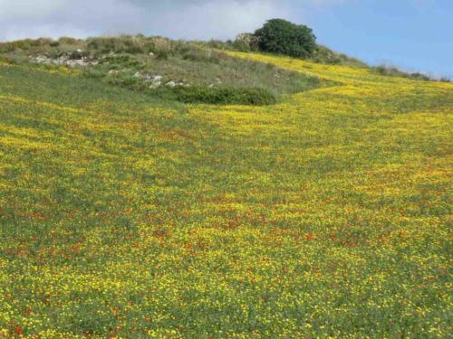 Throughout the entire region, the wildflowers were in full bloom 