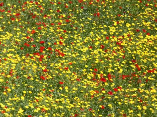 Fields of daisies and poppies, pretty as a picture