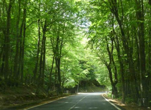 Our goal on the first day was the Nebrodi mountains; it was so lovely to be in this high altitude national park