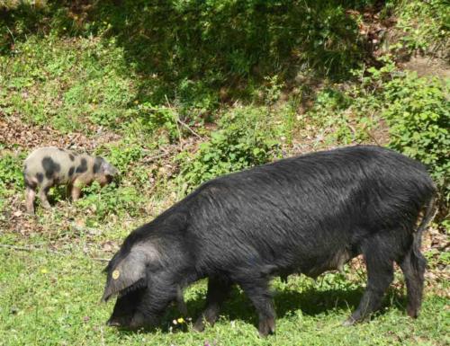 The famous Nebrodi black pigs roam freely here; 'suino nero' is a prized addition to local menus