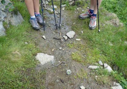 We met this little mountain snake along the way (we actually thought it was a worm!)