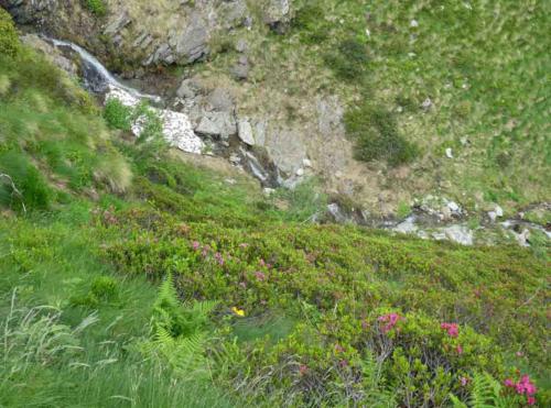 It had been enough to encourage the rhododendrons to begin flowering