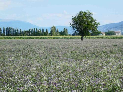 A field of flowering lentils 