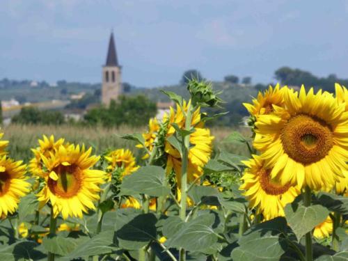 We love the vibrant colour of the flowers