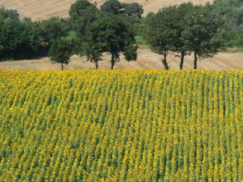 But for farmers, they're simply an important cash crop