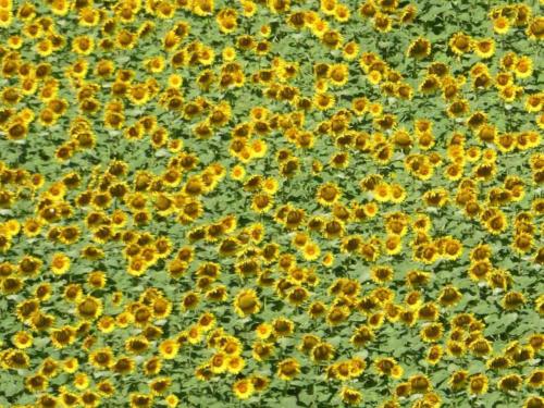 As well as being a tasty snack food, sunflower seeds are used in the production of a range of products