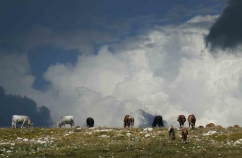 In the warmer months, farmers from surrounding hill towns run their sheep, cows and horses on these grassy pastures