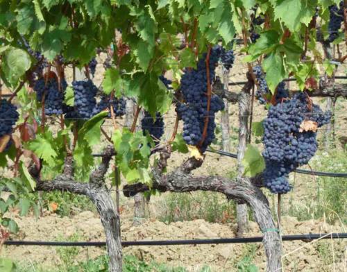 It was the middle of vintage, 'La Vendemmia', when the grapes are harvested