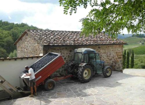 But here, when the grapes arrive, all else stops while important work is done