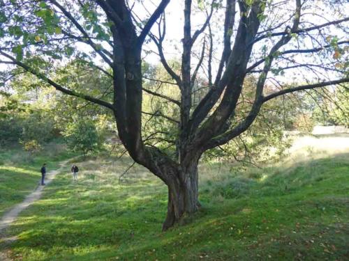 After the Somme we headed up into Belgium, to Flanders; this crater is what's left of the famous Hill 66 