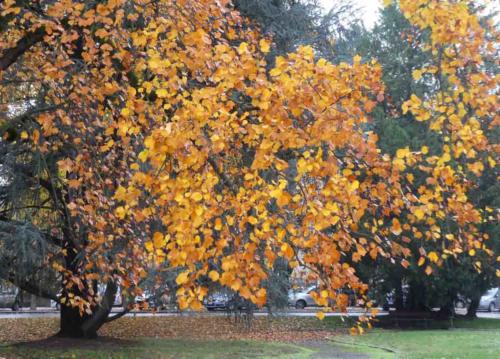 Especially if it happens to be autumn