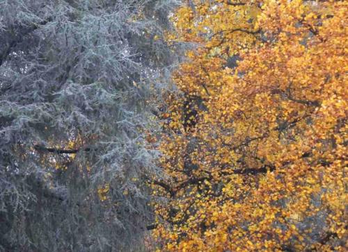 Spectacular silver and gold