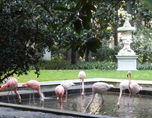 This was something new for us; the flamingos in the garden of the Villa Invernizzi