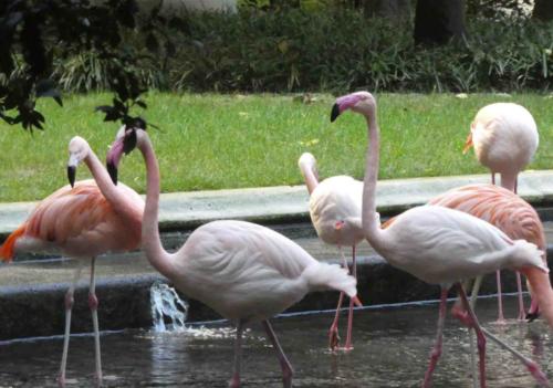 Apparently a collective noun for flamingos is 'flamboyance' - a flamboyance of flamingos - brilliant!