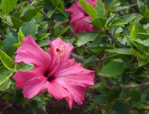Lots of familiar flowers and trees here too - hibiscus, frangipani, camellias, geraniums, agapanthus, tree ferns and even gum trees - the sights and smells of home