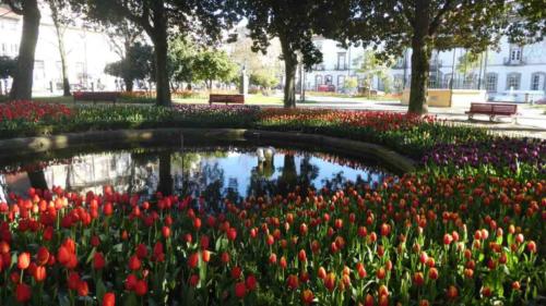 On our first morning in Porto, we wandered around the corner and found this small park filled with tulips; lucky strike!