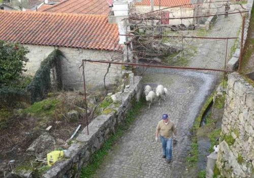And in the evening, they're walked back in again (in these villages vines are often grown above the road - all available space is put to use)