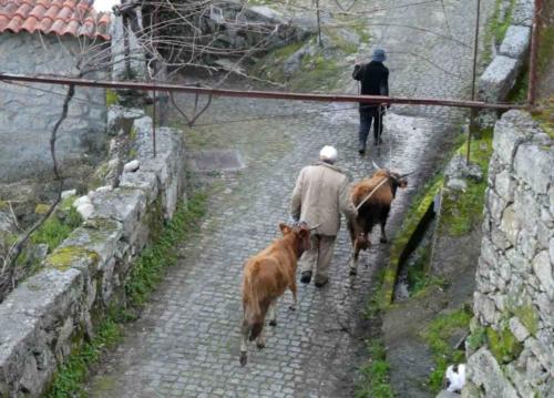 Parada-Lindoso is the kind of town where, each morning, the sheep and cattle are walked along the main street out to the paddocks