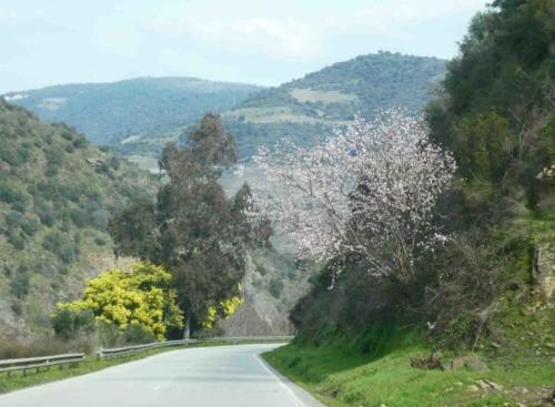 After tasting the port we headed east into the Douro Valley to see where it's produced; happily for us, the wattle (or mimosa as it's known here) was in flower