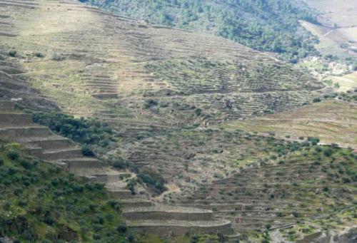 The Douro Valley is rocky country and these terraces have been hewn by hand from the schist; and the valley is so steep, the grapes can only be harvested by hand