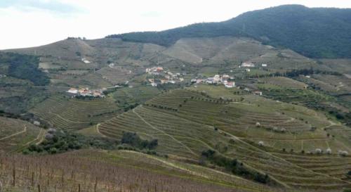 In summer temperatures in the Valley reach 40-48 degrees, and it's humid; that's why the port is produced here but cellared downriver in Porto where it's cooler