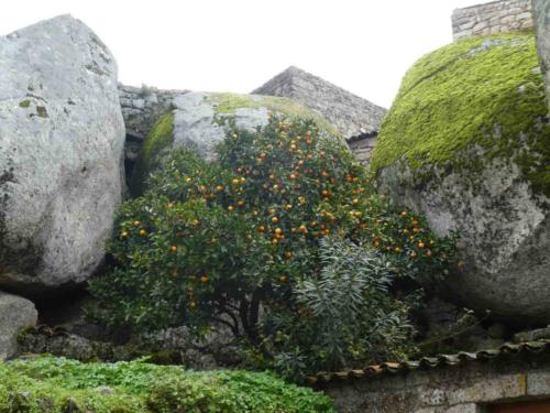 But these days, people who live in the upper village aren't allowed to keep pigs (lest their piggy smell offend tourists' delicate sensibilities)