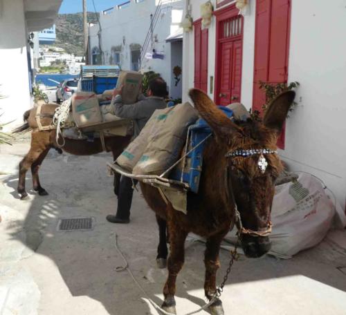 The island's donkeys are  cared for and treated well - they're a valuable resource